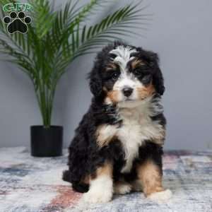 Tiger, Mini Bernedoodle Puppy